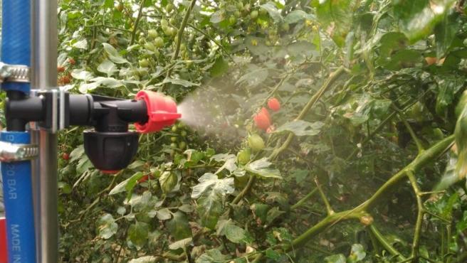 Prueban un vehículo con control remoto para la aplicación de fitosanitarios en tomates